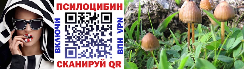 Галлюциногенные грибы Psilocybe  закладки  OMG вход  Суздаль 